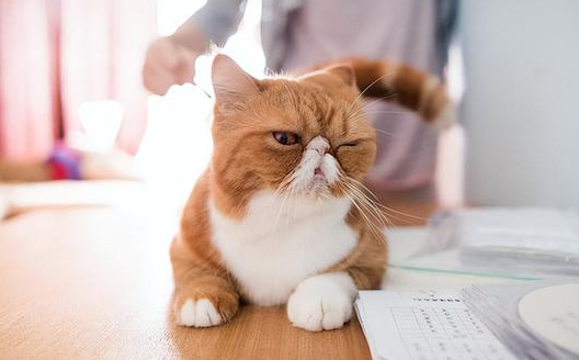 3岁的猫换主人养的熟吗
