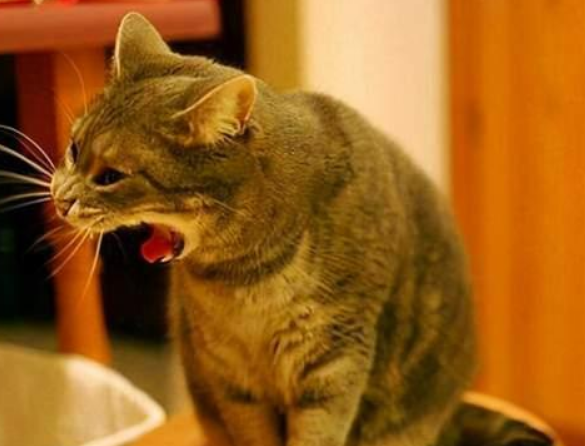 猫咪呕吐中带血是怎么回事