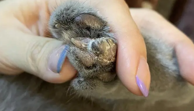 猫咪脚趾化脓腐烂能自愈吗