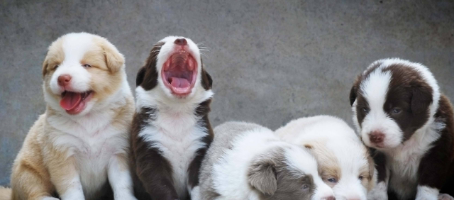 怎么样把边牧狗养胖?方法在这里 怎么样把边牧狗养胖?方法在这里