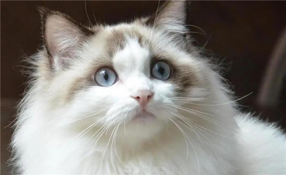 猫配种为什么痛苦