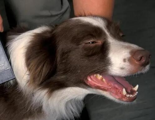 打了芯片的狗狗丢了怎么找呢