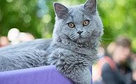 最优雅的蓝猫名字