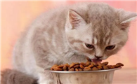 猫咪为什么不吃新猫粮