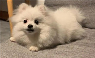 为什么博美狗狗呕吐了