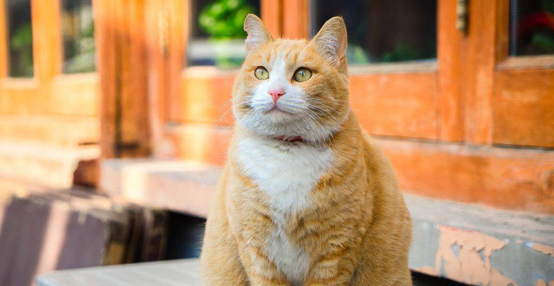橘猫要养多久才会亲人?一起来了解一下吧 橘猫要养多久才会亲人?一起来了解一下吧