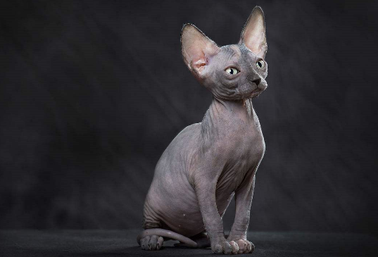怀孕能养无毛猫吗？你还不知道吗？