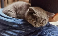 猫咪粘小孩帽子是为什么呢