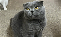 一文详解:蓝猫折耳猫一定会发病吗?