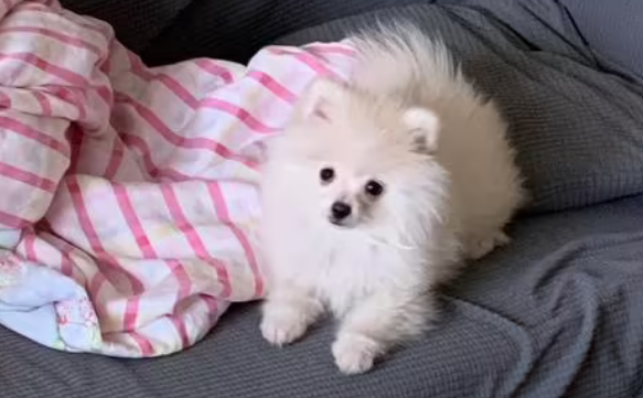 什么狗便宜又可爱呢