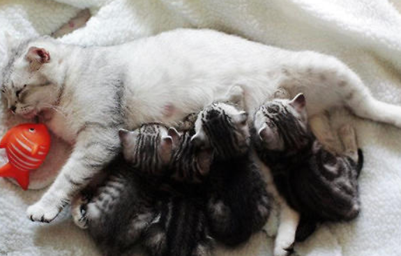 猫生小猫前提示主人