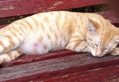 猫腹水摸起来软还是硬 猫腹水摸起来软还是硬
