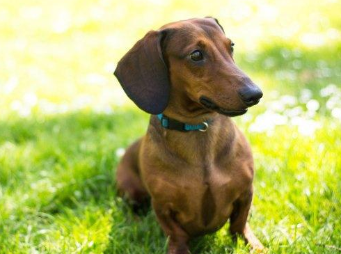 腊肠犬幼犬怎么养