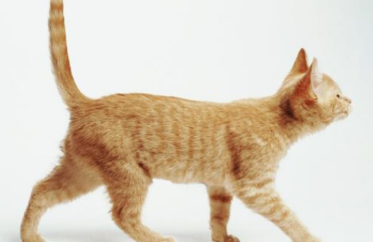 猫咪总竖直尾巴的原因