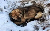 狗狗为什么冻死了呢