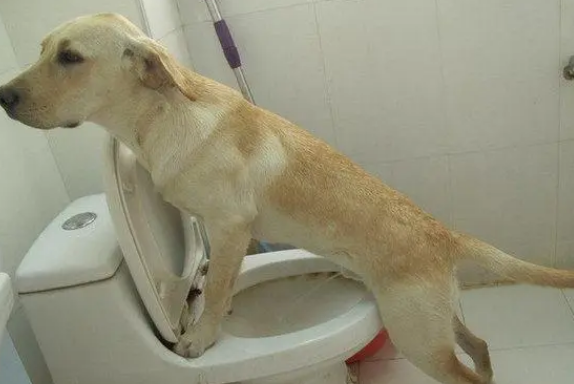 狗厕所下面是猫砂还是尿布？如何教狗上厕所？