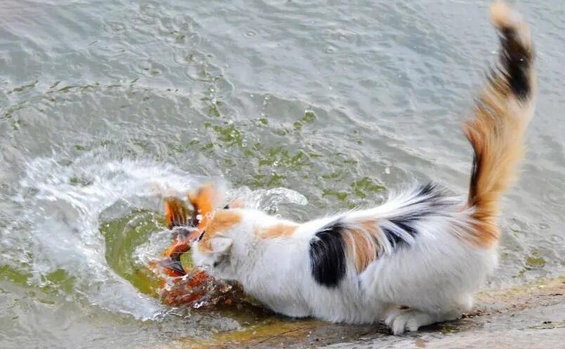 把猫咪的头按在水里是虐猫吗