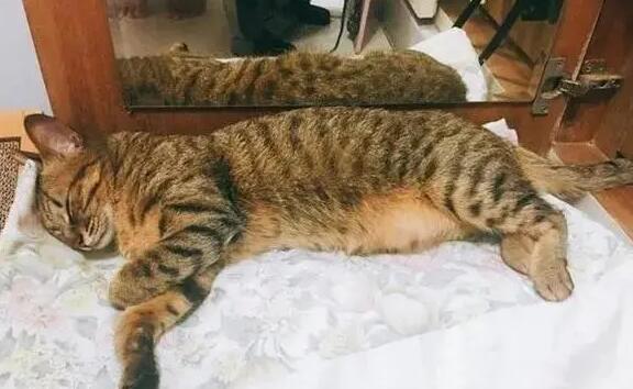 猫站不起来侧躺着抽搐嚎