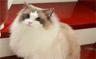 布偶猫建议养吗