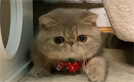 加菲猫为什么不喵喵叫