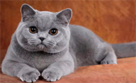 蓝猫图片多少钱一只