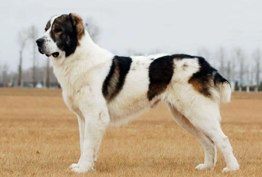 中亚牧羊犬价格是多少?值得吗 中亚牧羊犬价格是多少?值得吗