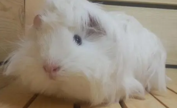 荷兰猪多少度会冻死?你一定要了解。 荷兰猪多少度会冻死?你一定要了解。