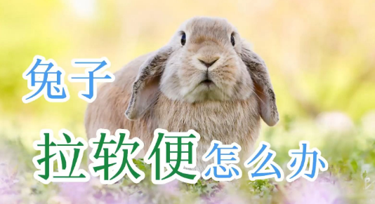 兔子拉软便 精神很好 兔子拉软便 精神很好