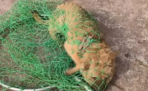 虽有主人,但连鸡都能欺负它的肿头狗却一直都没能得到救治 虽有主人,但连鸡都能欺负它的肿头狗却一直都没能得到救治