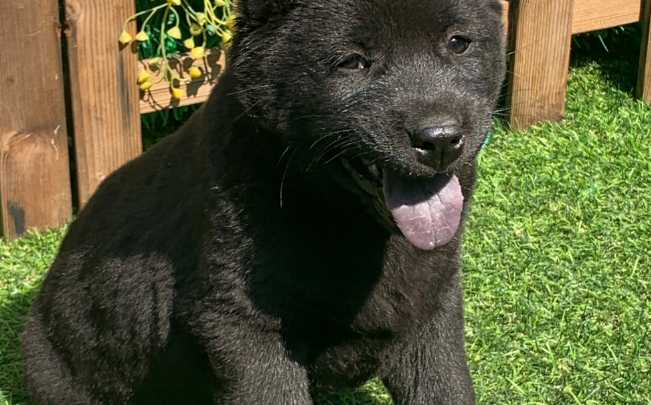 五黑犬的舌头多久会全黑