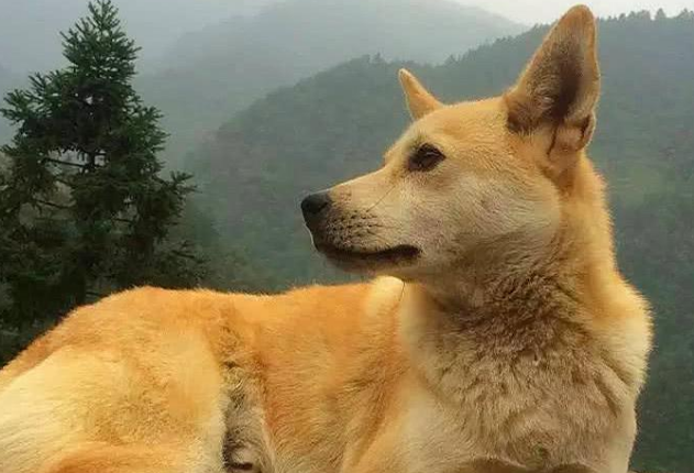 土狗能跑多快？来这里看看吧