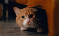 猫咪为什么害怕走路的声音呢