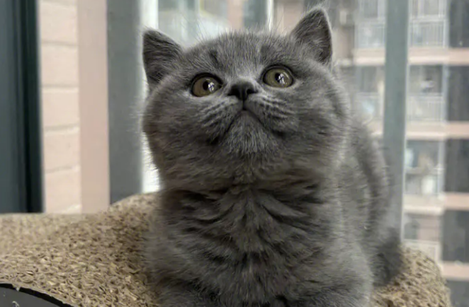 英短蓝猫喜欢睡哪里？想了解的来看看吧