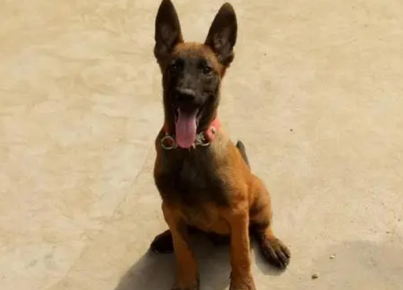 马犬爱吃的食物 马犬爱吃的食物