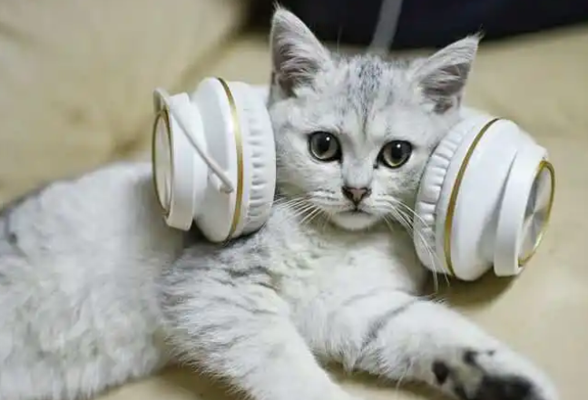 猫咪喜欢抓耳朵听歌怎么回事 猫咪喜欢抓耳朵听歌怎么回事