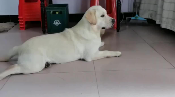 白色土狗和拉布拉多幼犬怎么区分的 白色土狗和拉布拉多幼犬怎么区分的