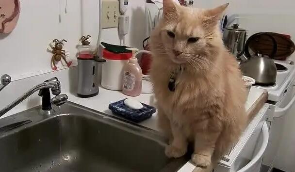 猫咪为什么跑厨房叫个不停
