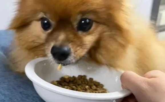 如何挑选满月比熊犬狗粮呢 如何挑选满月比熊犬狗粮呢
