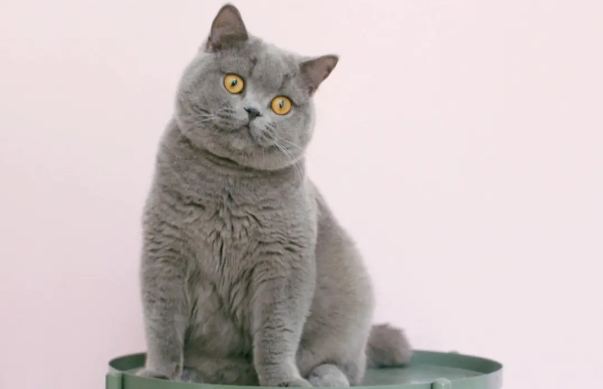 英短蓝猫一岁大概多重？不妨来看看
