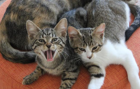 狸花猫认主人的表现有?猫主可以瞧瞧~ 狸花猫认主人的表现有?猫主可以瞧瞧~