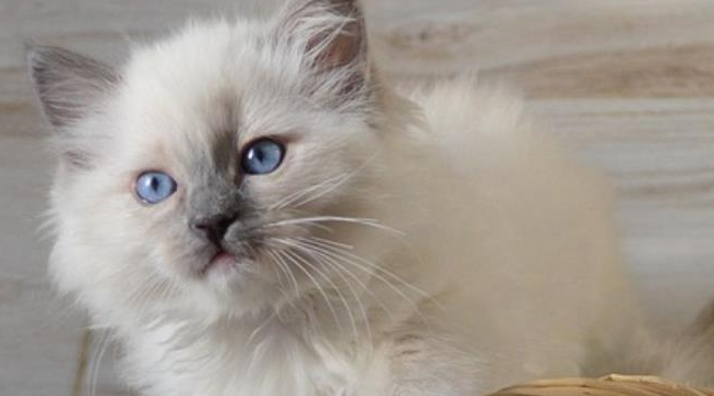 猫不请自来兆头