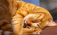 猫咪怕热吗夏天怎么办