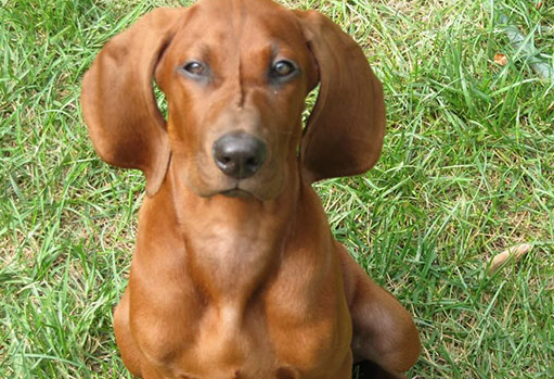 养宠知识：红骨猎浣熊犬怎么养？
