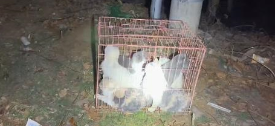 本该是宠物的它们,却只能在深夜里互相依偎,成为彼此依靠 本该是宠物的它们,却只能在深夜里互相依偎,成为彼此依靠