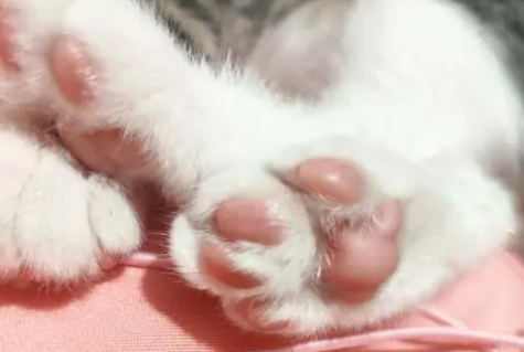 猫的脚流脓而且肿大