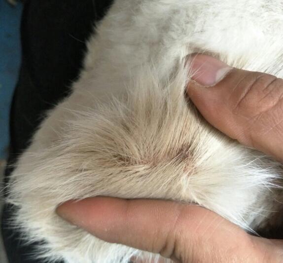 猫尾巴有皮屑是怎么回事