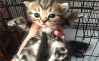 金虎斑和蓝猫配生出什么猫