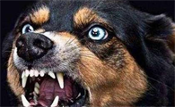 养宠物的注意了!假如狗狗有这些信号,可能是有狂犬病