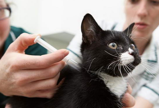 猫咪为什么一定要打疫苗