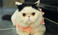 加菲猫叫声很特别